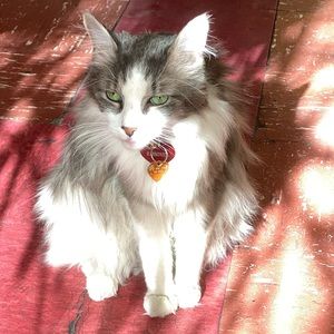 Harmonica forever 💕